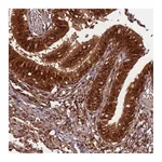 Atlas Antibodies Anti-PGLS Antibody