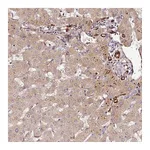 Atlas Antibodies Anti-PGLYRP2 Antibody