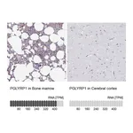 Atlas Antibodies Anti-PGLYRP1 Antibody