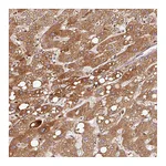 Atlas Antibodies Anti-PGLYRP2 Antibody