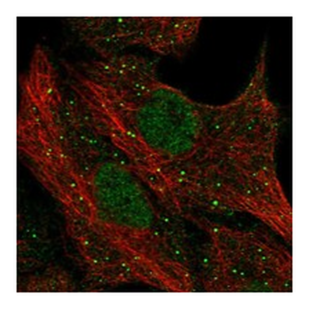 Atlas Antibodies Anti-PGLYRP1 Antibody