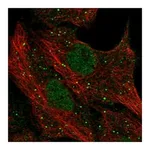Atlas Antibodies Anti-PGLYRP1 Antibody