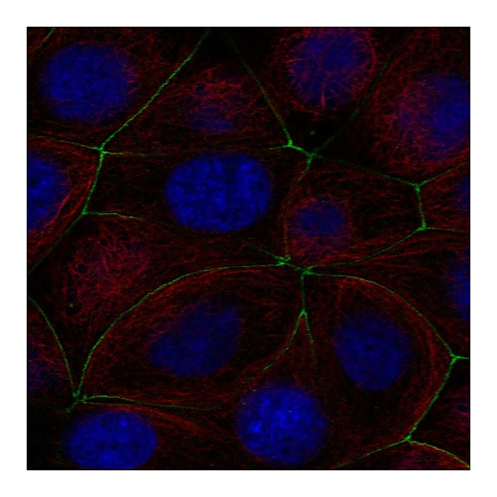 Atlas Antibodies Anti-PGLYRP2 Antibody