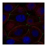 Atlas Antibodies Anti-PGLYRP2 Antibody