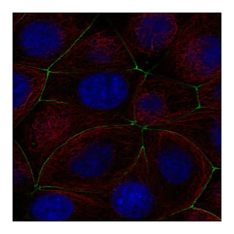 Atlas Antibodies Anti-PGLYRP2 Antibody