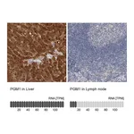 Atlas Antibodies Anti-PGM1 Antibody