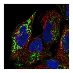 Atlas Antibodies Anti-PGM2L1 Antibody