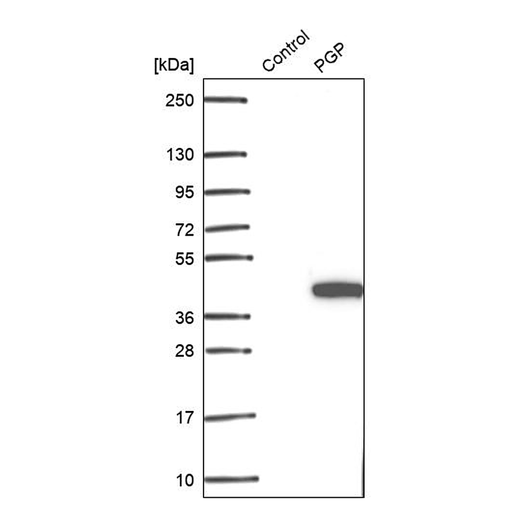 Atlas Antibodies Anti-PGP Antibody