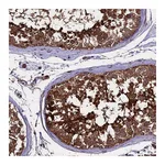 Atlas Antibodies Anti-PGPEP1L Antibody