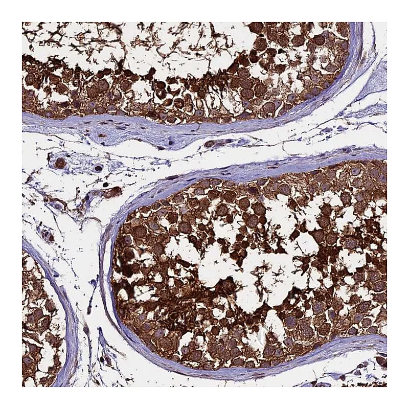 Atlas Antibodies Anti-PGPEP1L Antibody