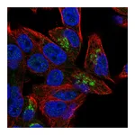 Atlas Antibodies Anti-PGPEP1 Antibody