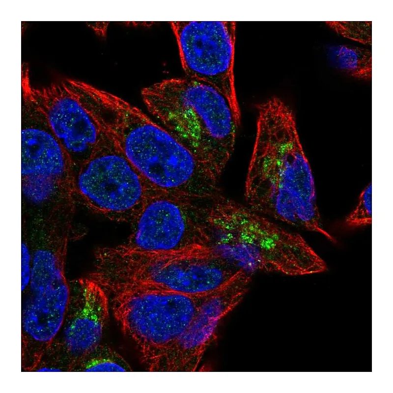 Atlas Antibodies Anti-PGPEP1 Antibody