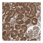 Atlas Antibodies Anti-PGPEP1 Antibody