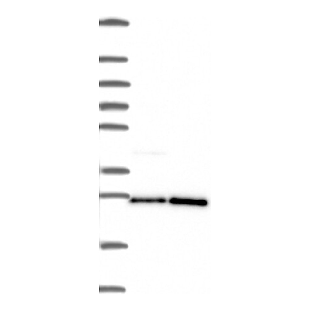 Atlas Antibodies Anti-PGRMC1 Antibody