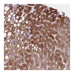 Atlas Antibodies Anti-PGRMC2 Antibody