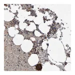 Atlas Antibodies Anti-PGS1 Antibody