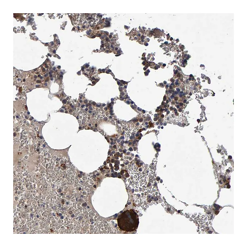 Atlas Antibodies Anti-PGS1 Antibody
