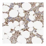Atlas Antibodies Anti-PHACTR2 Antibody