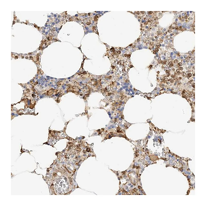 Atlas Antibodies Anti-PHACTR2 Antibody