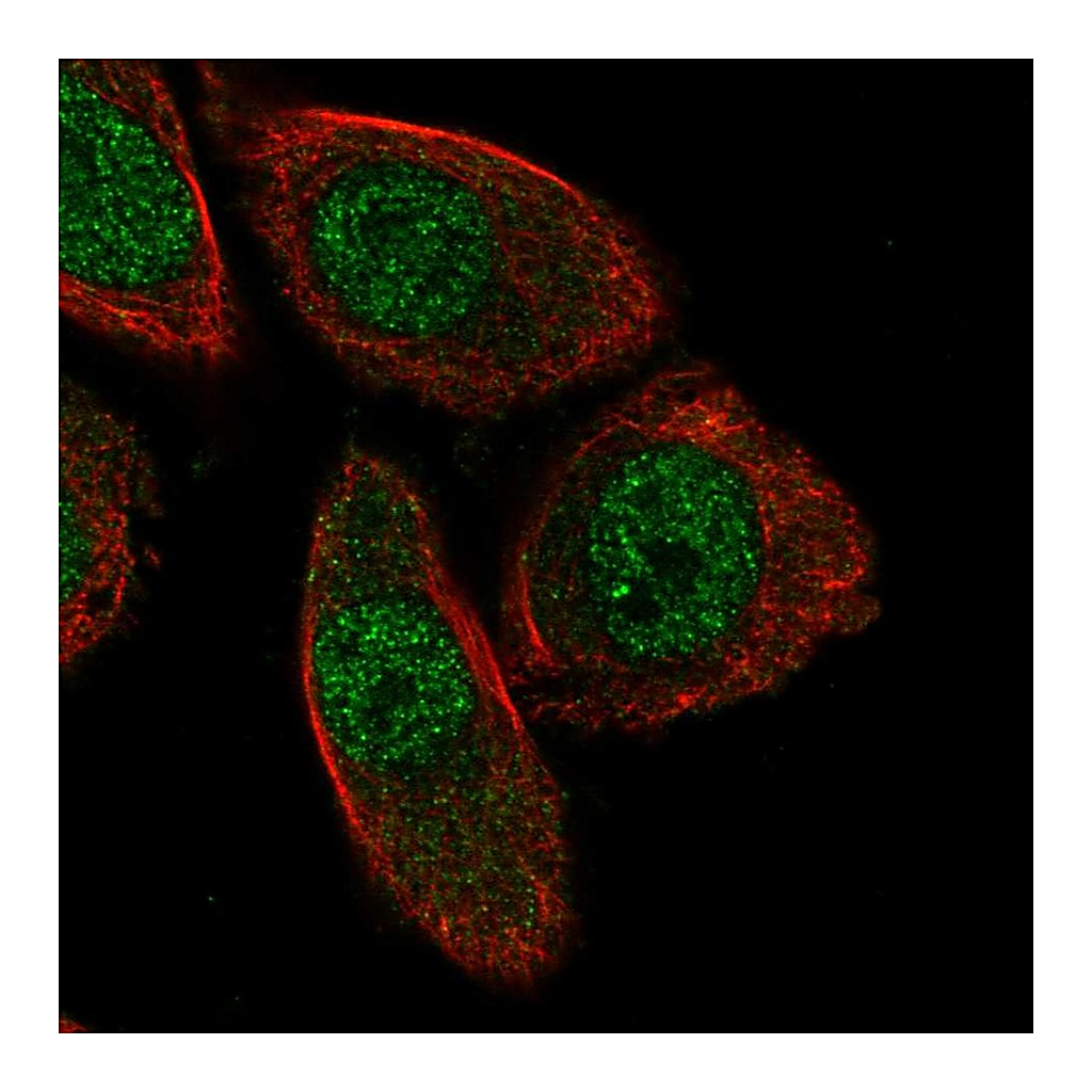 Atlas Antibodies Anti-PHACTR3 Antibody