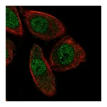 Atlas Antibodies Anti-PHACTR3 Antibody