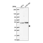 Atlas Antibodies Anti-PHAX Antibody