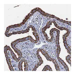 Atlas Antibodies Anti-PHB2 Antibody