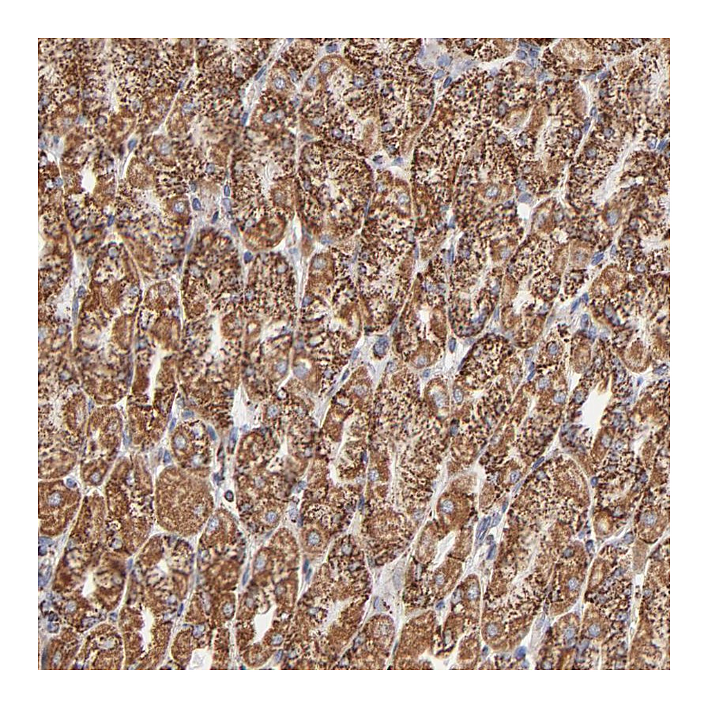 Atlas Antibodies Anti-PHB Antibody