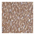 Atlas Antibodies Anti-PHB Antibody