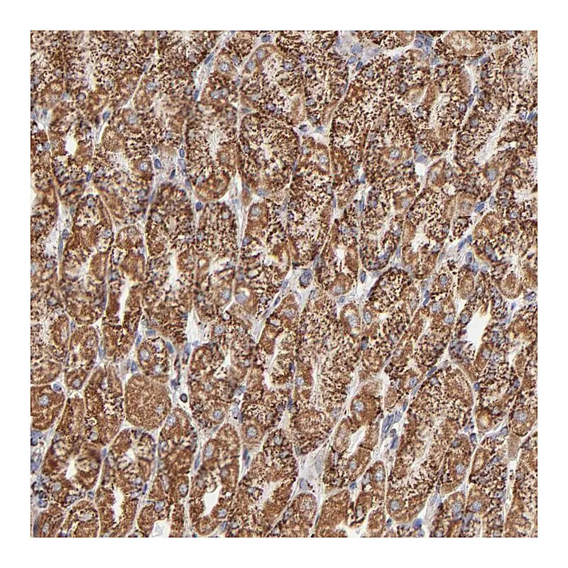 Atlas Antibodies Anti-PHB Antibody