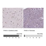 Atlas Antibodies Anti-PHAX Antibody
