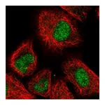 Atlas Antibodies Anti-PHC3 Antibody