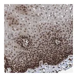 Atlas Antibodies Anti-PHF20 Antibody