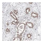 Atlas Antibodies Anti-PHF3 Antibody