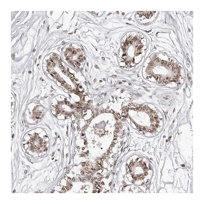 Atlas Antibodies Anti-PHF3 Antibody