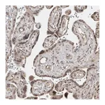 Atlas Antibodies Anti-PHF3 Antibody