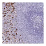 Atlas Antibodies Anti-PHLPP2 Antibody