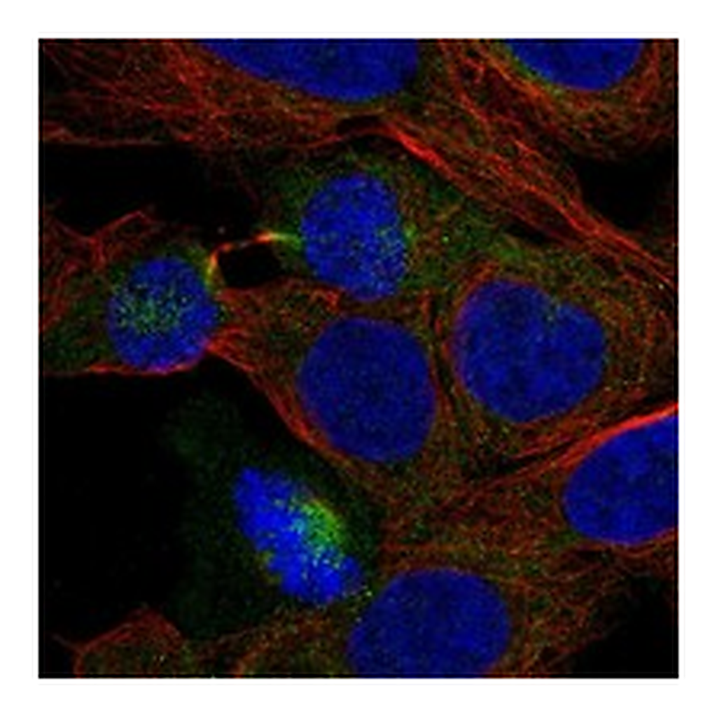 Atlas Antibodies Anti-PHLPP2 Antibody