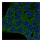 Atlas Antibodies Anti-PHLPP2 Antibody