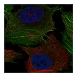 Atlas Antibodies Anti-PHOSPHO1 Antibody
