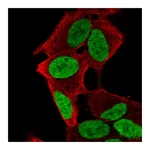 Atlas Antibodies Anti-PHOX2A Antibody