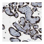 Atlas Antibodies Anti-PHRF1 Antibody