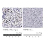 Atlas Antibodies Anti-PHOX2A Antibody