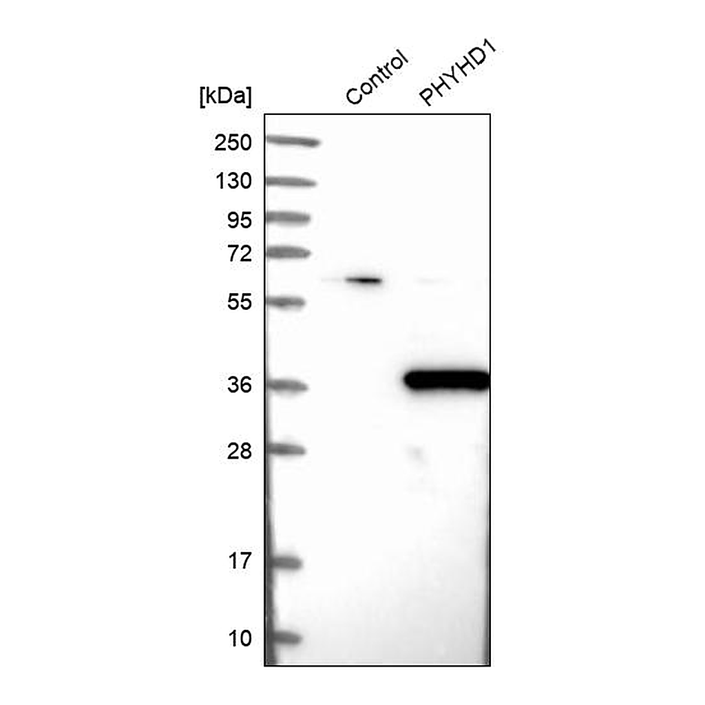 Atlas Antibodies Anti-PHYHD1 Antibody