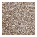 Atlas Antibodies Anti-PHYH Antibody