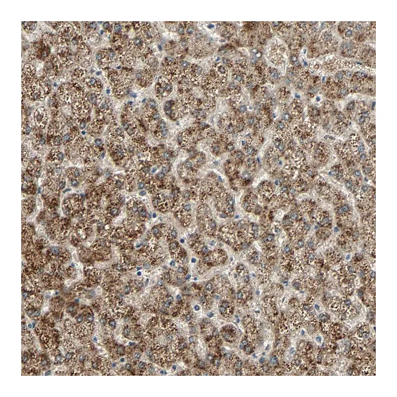 Atlas Antibodies Anti-PHYH Antibody