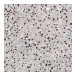 Atlas Antibodies Anti-PHTF2 Antibody