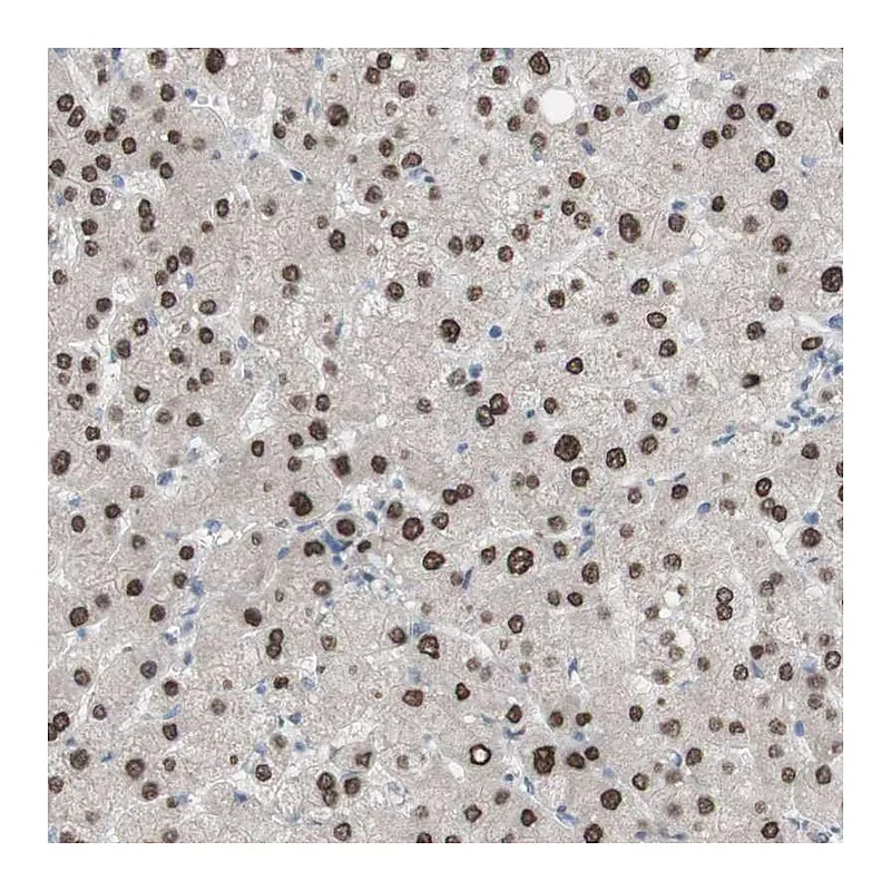 Atlas Antibodies Anti-PHTF2 Antibody