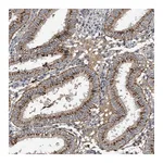 Atlas Antibodies Anti-PI15 Antibody