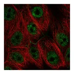 Atlas Antibodies Anti-PI4KA Antibody